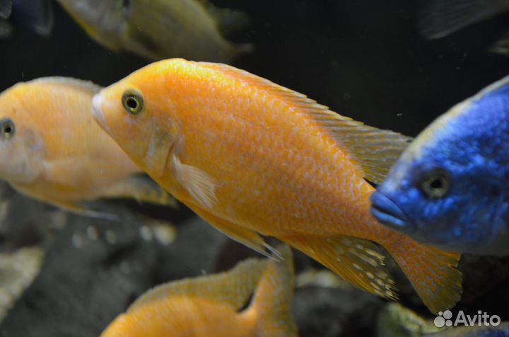 Аквариумные рыбки