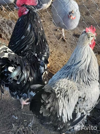 Петухи