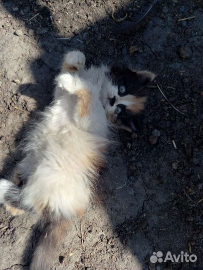 Отдам в добрые руки