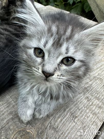 Котята бобтейл