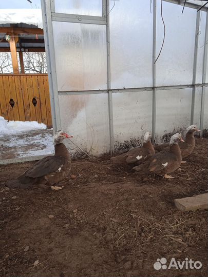 Семья индоуток