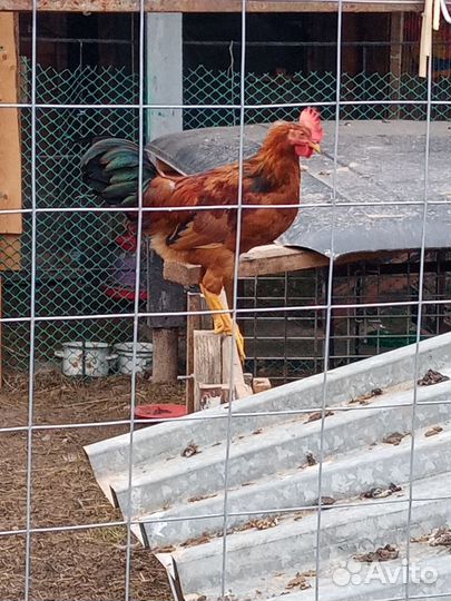 Красавцы петушки