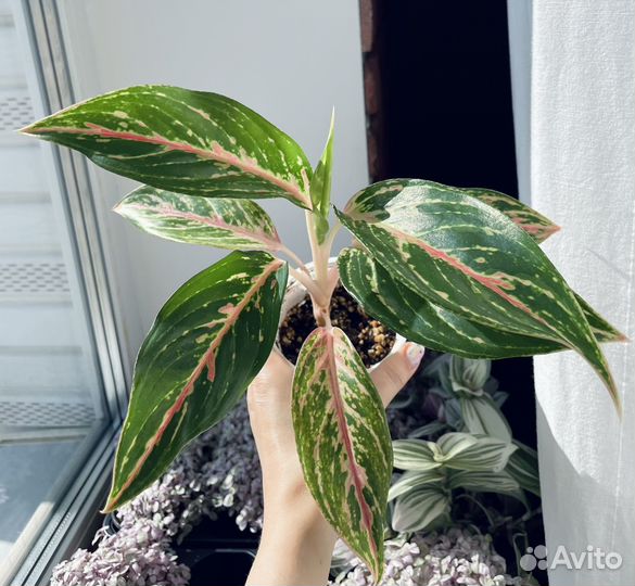 Аглаонема кокомелон