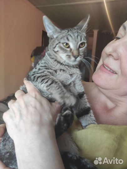 Кошка в дар
