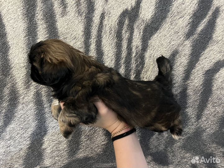 Щенки пекинеса