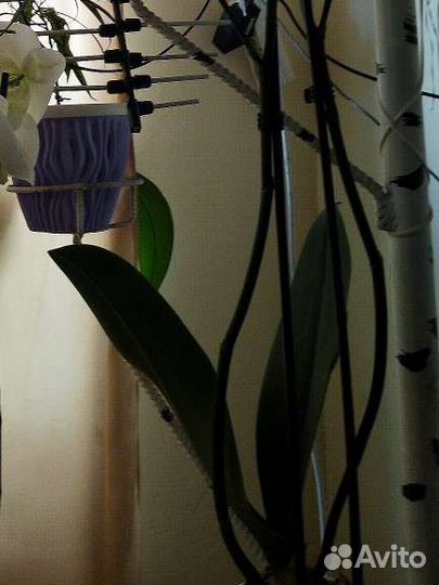 Орхидея фаленопсис обмен