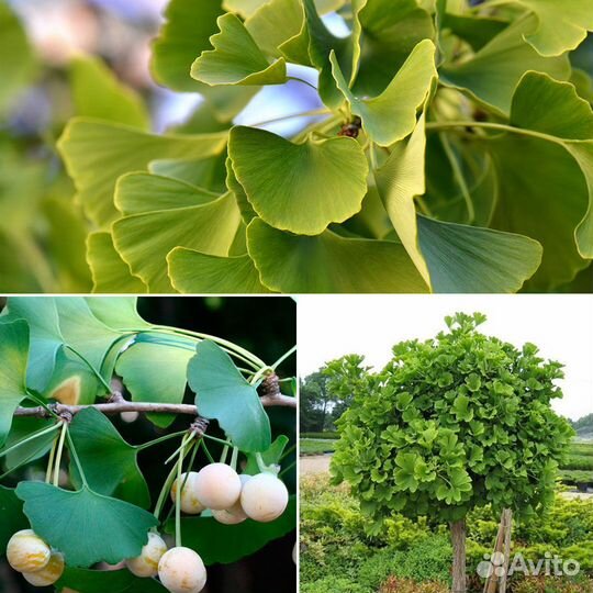 Гинкго двулопастный – Ginkgo biloba