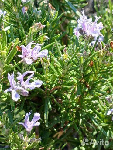 Розмарин свежий