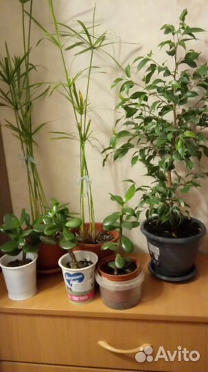 Фикус бенджамина, циперус, толстянка