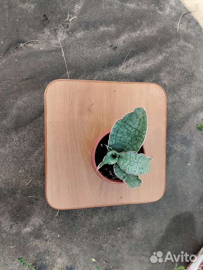 Сансевиерия Кирки сильвер блю