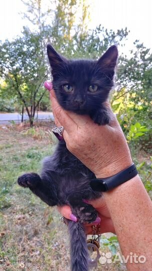 Котята