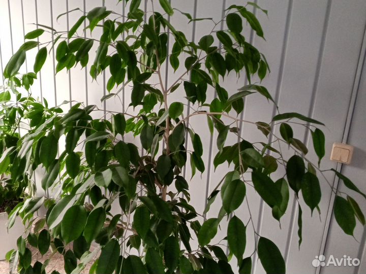 Фикус бенджамина большой