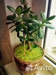 Гидрогель-орбис