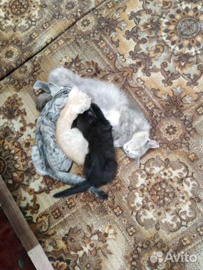 Кошка