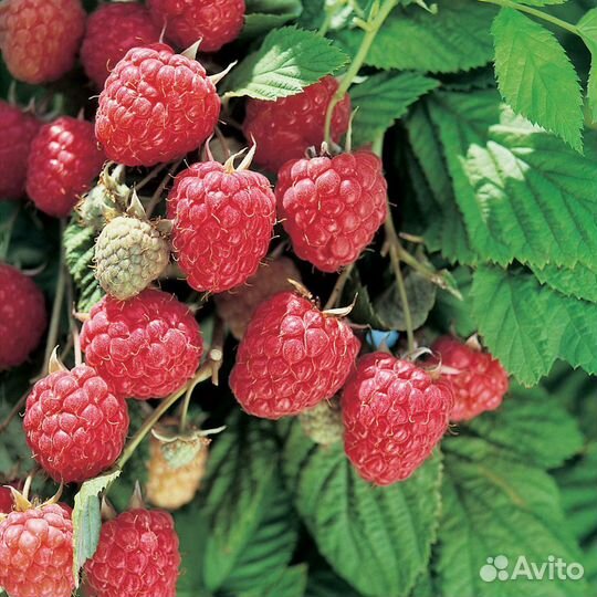 Малина (саженцы)