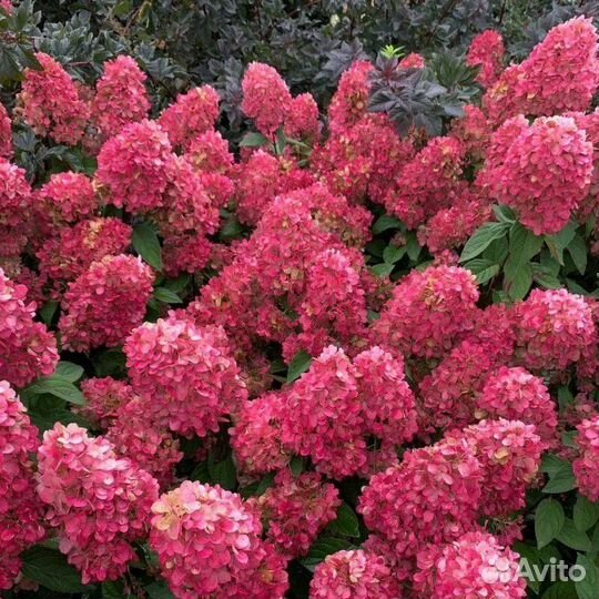 Гортензия метельчатая Бонфаер