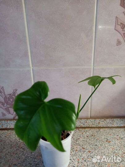 Цветы домашние в горшках