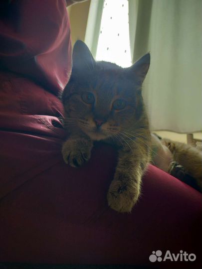 Кошечка в добрые руки