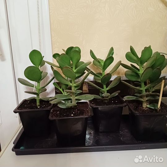 Толстянка детки