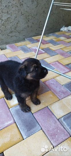 Щенки немецкой овчарки