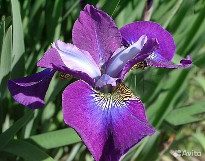 Ирис сибирский Contrast in Styles Саженцы, Рассада