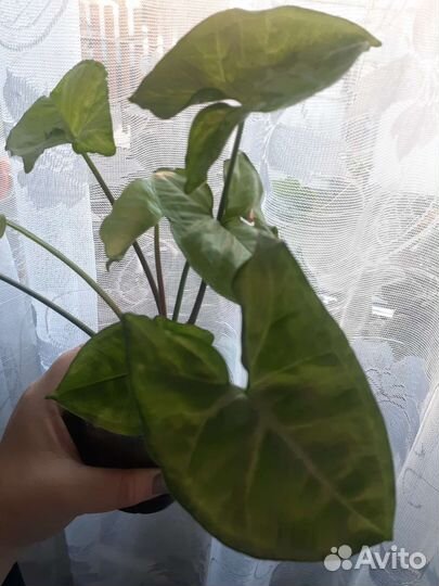 Герань, сингониум,фиалка