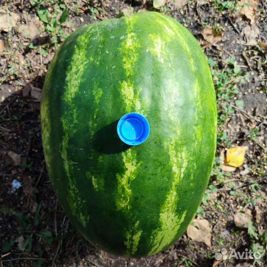 Набор семян вкусных арбузов и дынь