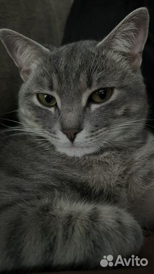 Отдам кота В добрые руки
