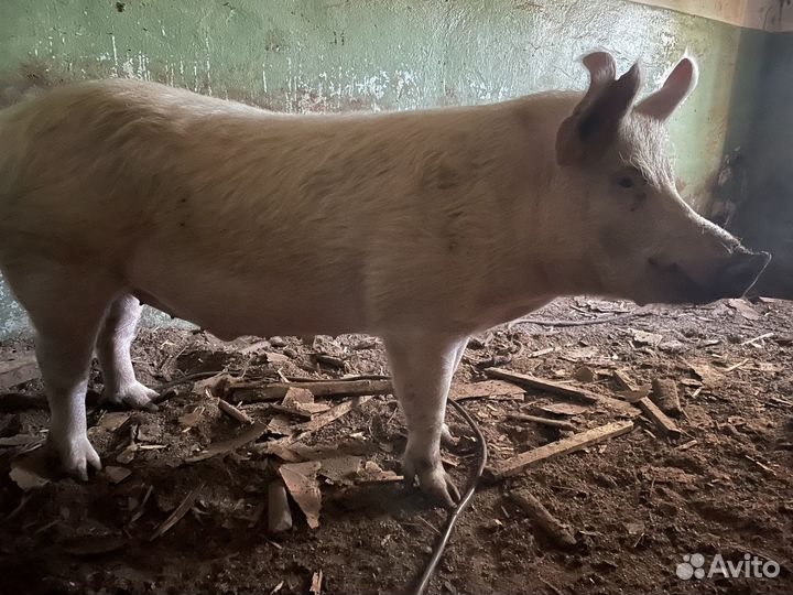 Хряк на племя