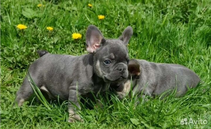 Голубые дети