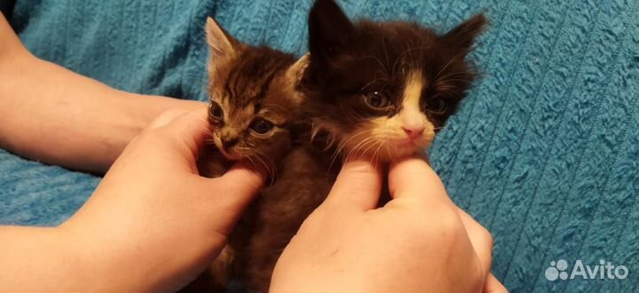 Котятки в добрые руки