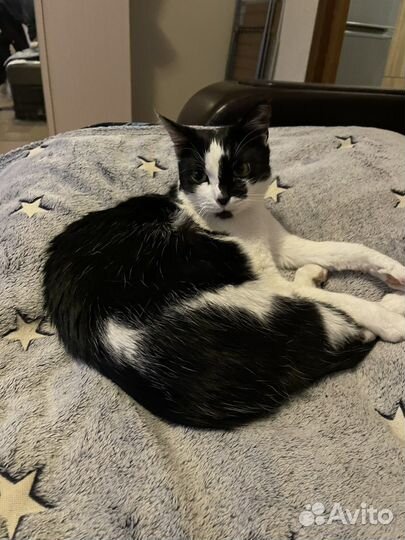 Черно белая кошка