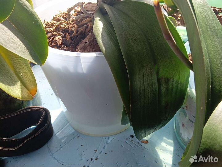 Орхидея фаленопсис