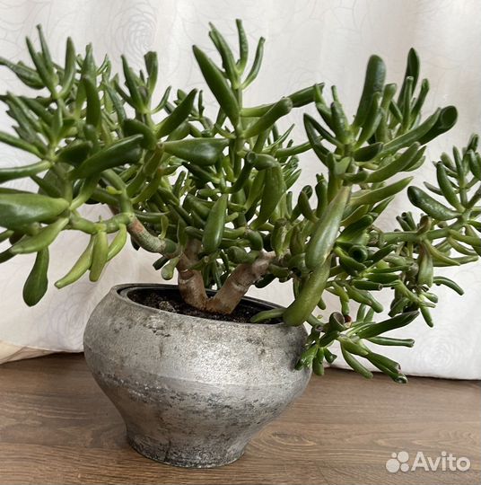 Крассула хоббит