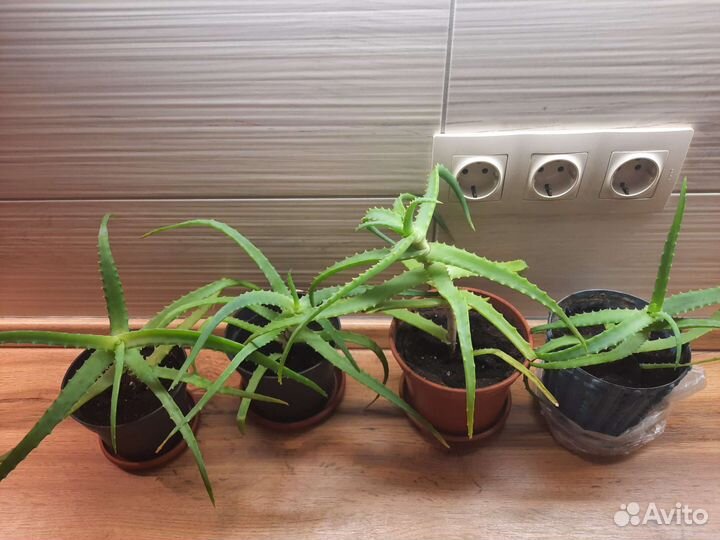 Алоэ 3 года (с горшком)