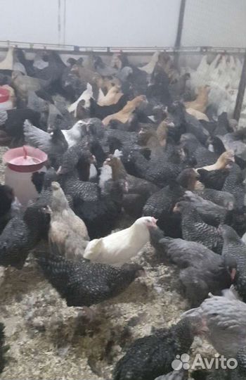 Куры несушки 5.5 мес