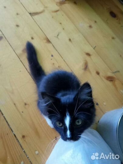 Котенок (кошечка) в дар бесплатно