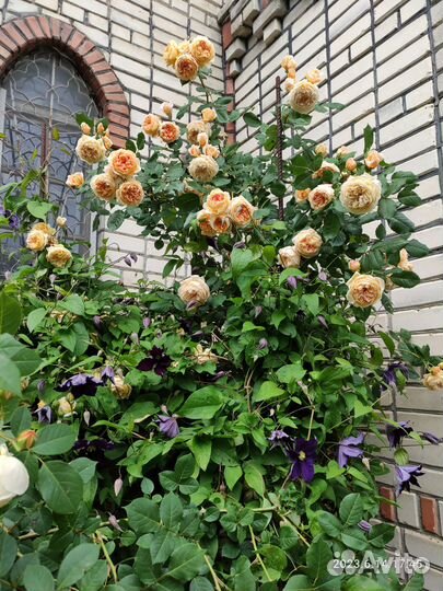 Продаю саженцы английской розы Голден Селебрейшн