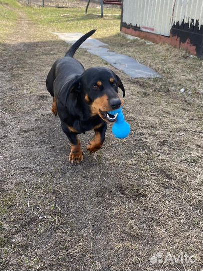 Кобель такса вязка