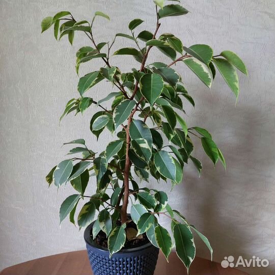 Фикусы бенджамина