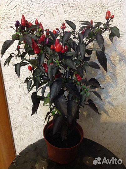 Перчик острый Драцена Гуава Мушмула Белопероне мно