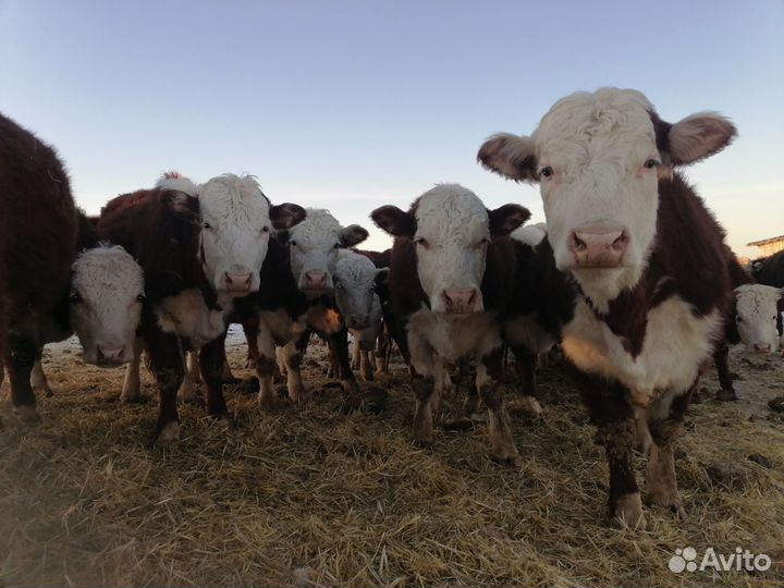 Тёлки герефордской породы