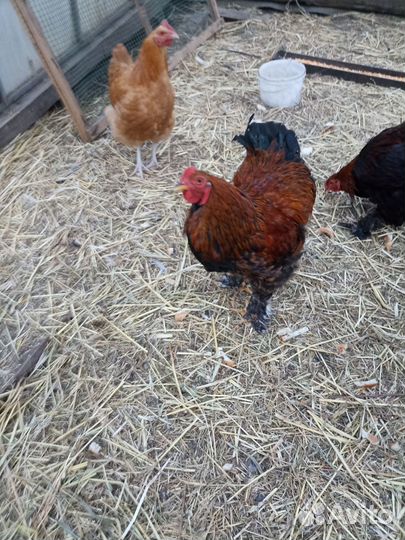 Палевый орпингтон