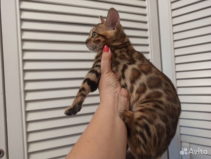 Бенгальские котята