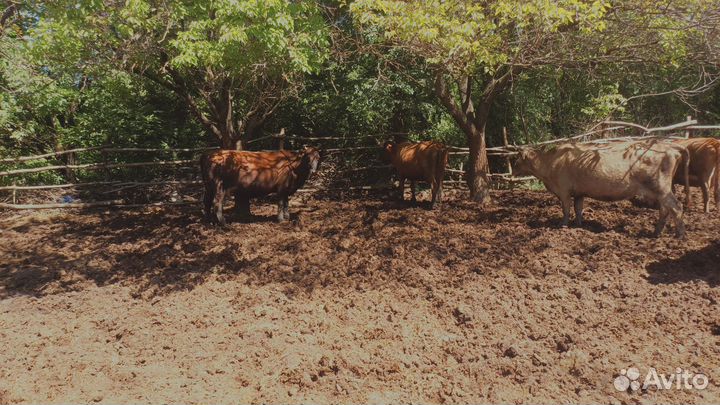 Коровы дойные