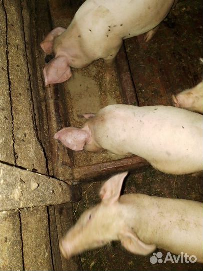 Поросята
