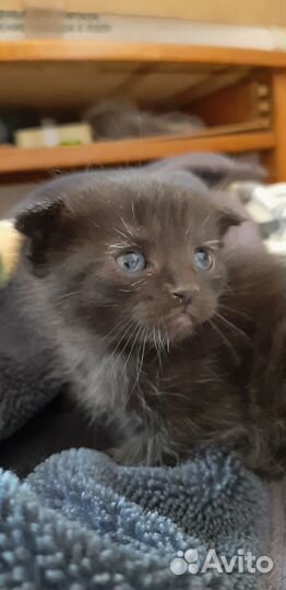 Котята