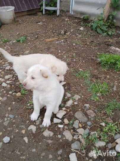 Спасти щенков