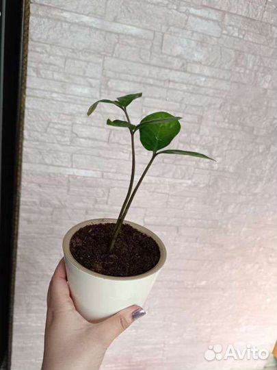 Замиокулькас