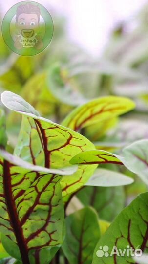 Семена микрозелени Горчица Красная